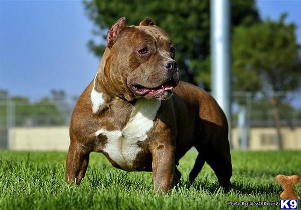 Dogs for Sale in CA